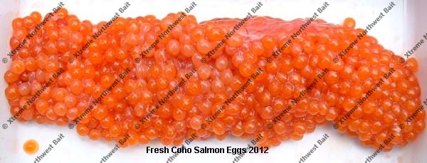 Fresh Salmon Egg, Fresh Salmon Roe, Xtreme Northwest Bait Co